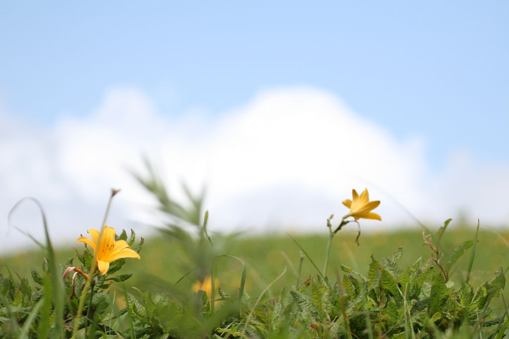 何度も来ている霧ヶ峰　今年は春の低温で夏の花は１０日くらい遅れているようでした　そのおかげでニッコウキスゲは満開でした